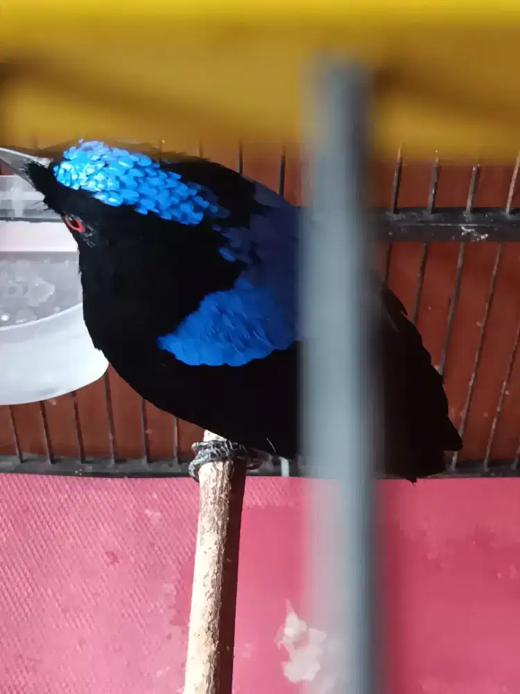 CUCAK BIRU JANTAN