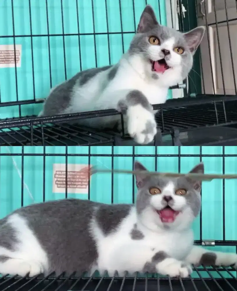 BSH BRITISH SHORTHAIR BICOLOR