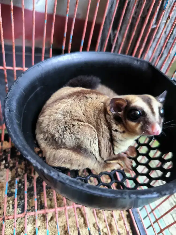 sugar glider betina indukan