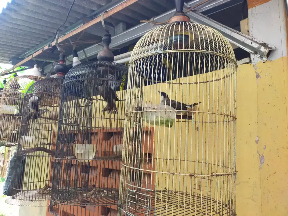 4 burung kutilang gunung bunyi mulai rajin
