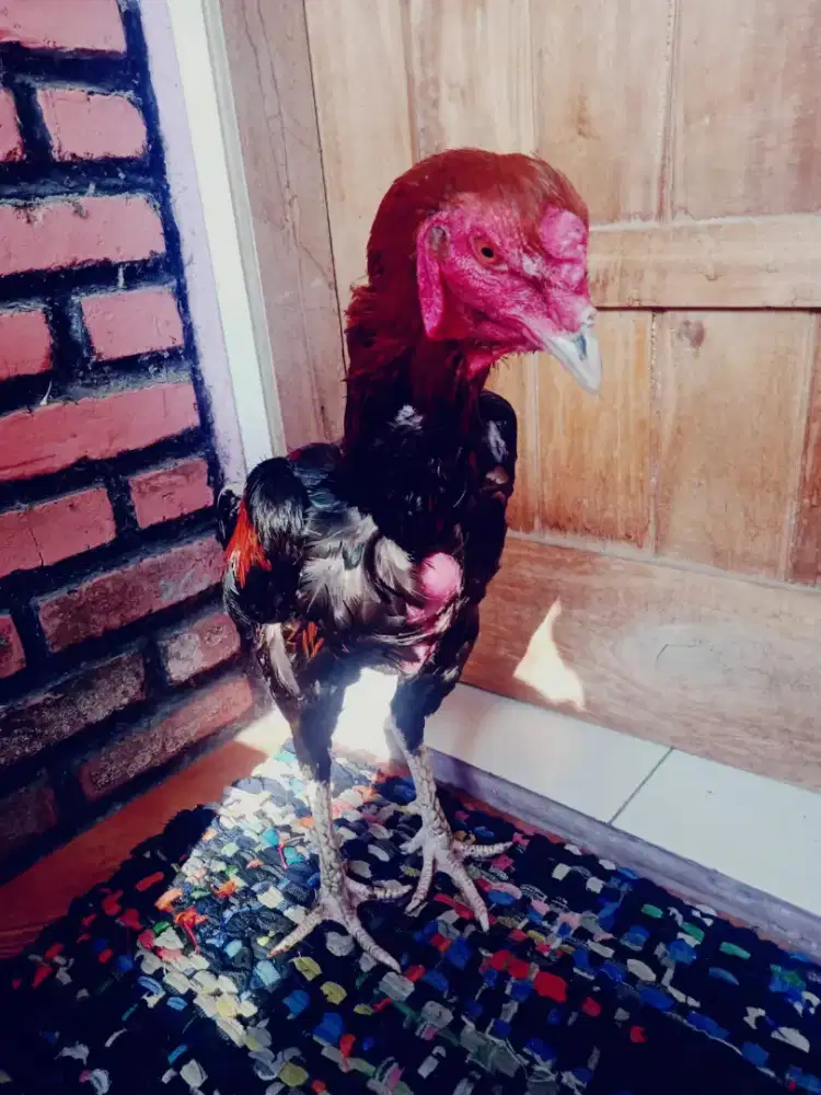 Ayam muda shamo khoytrad murah