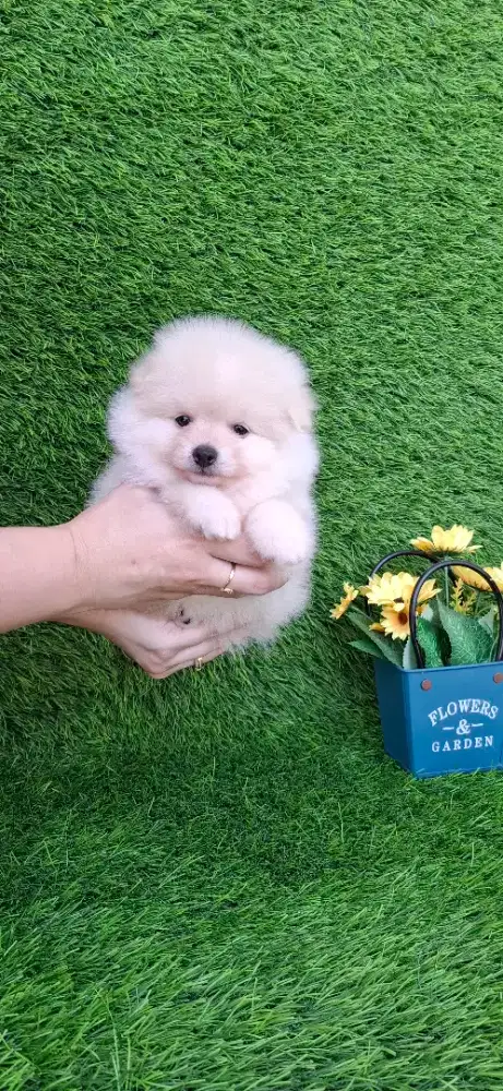 Minipom jantan cakep dan lucu murah banget