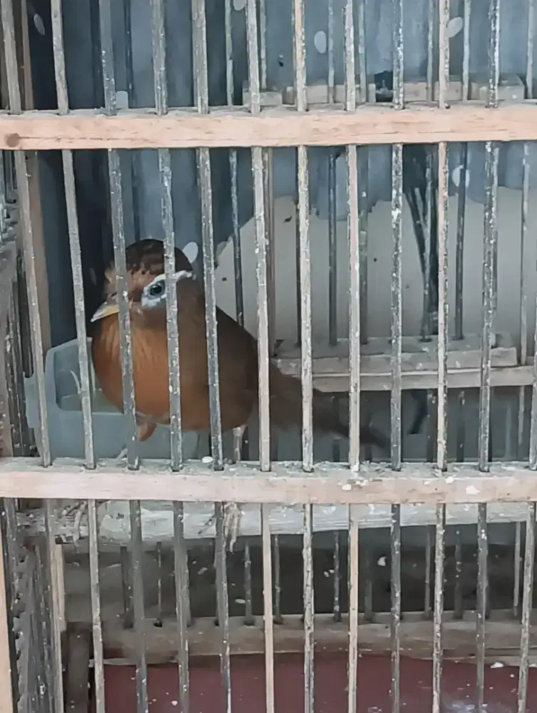 Betina mulus siap ternak