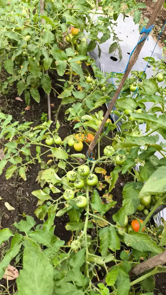 Tomat Buah Sayur Fresh Dari Petani Jamin Murah