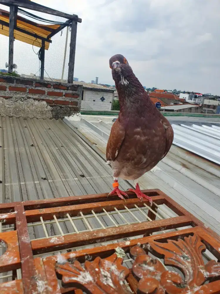 Merpati tinggi kolongan meja