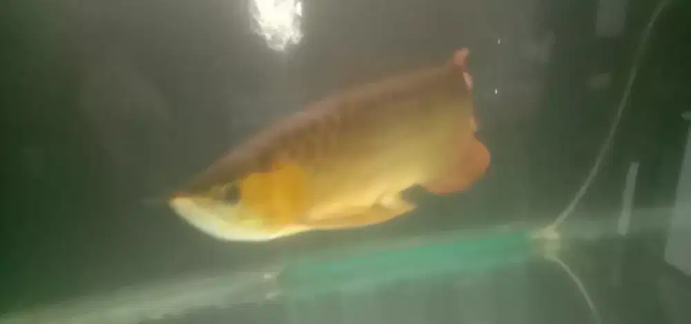 perawatan kolam dan aquarium