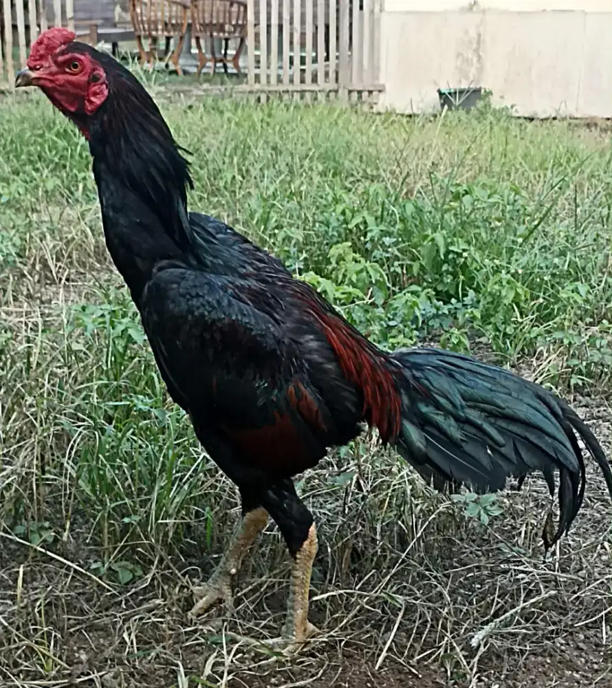 Ayam bangkok muda berbakat