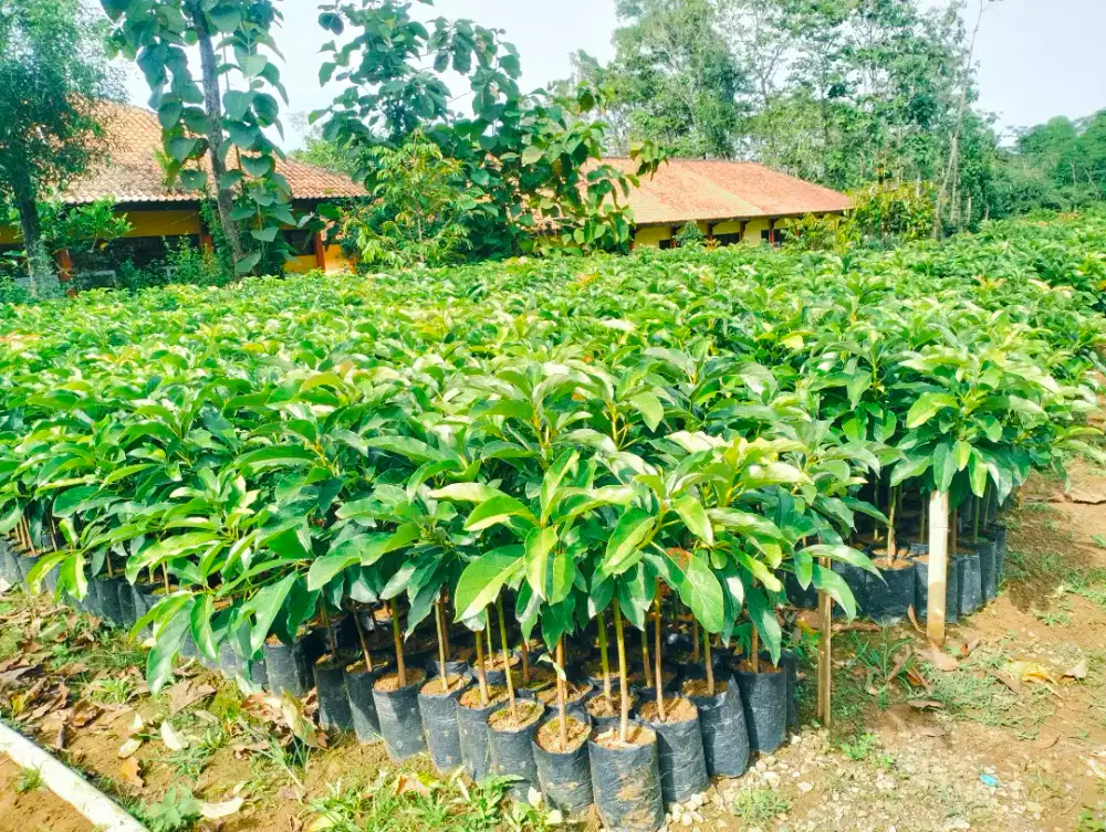 Bibit alpukat miki | cipedak