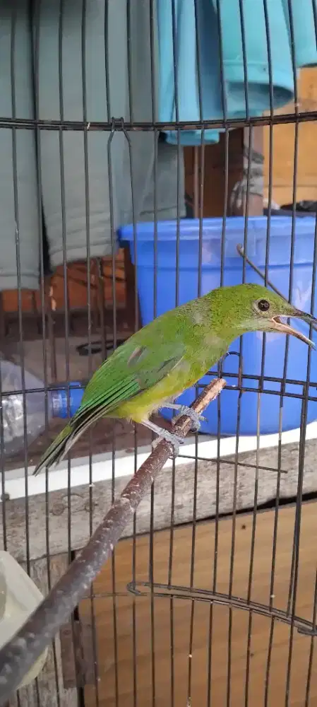 Cucak cungko betina rajin