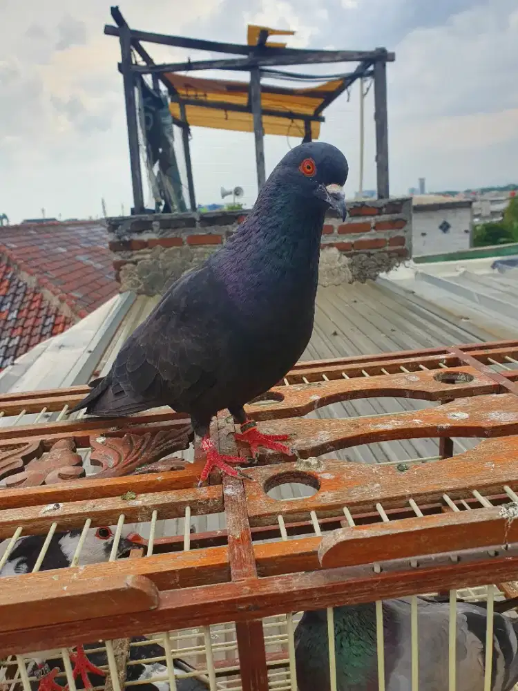 Merpati tinggi kolongan meja