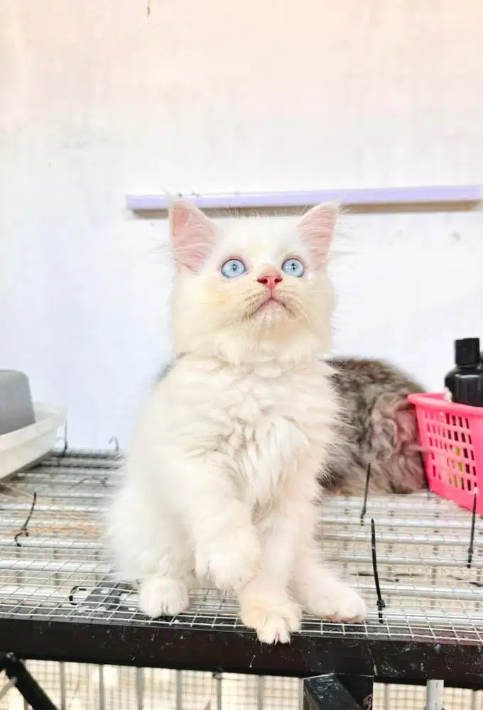 Kitten persia x ragdoll