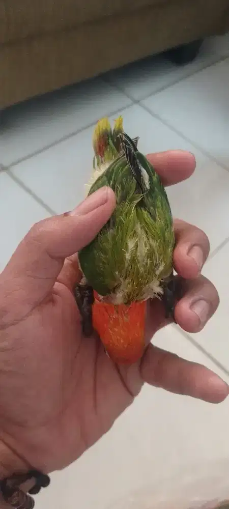 Lovebird lolohan / anakan biola