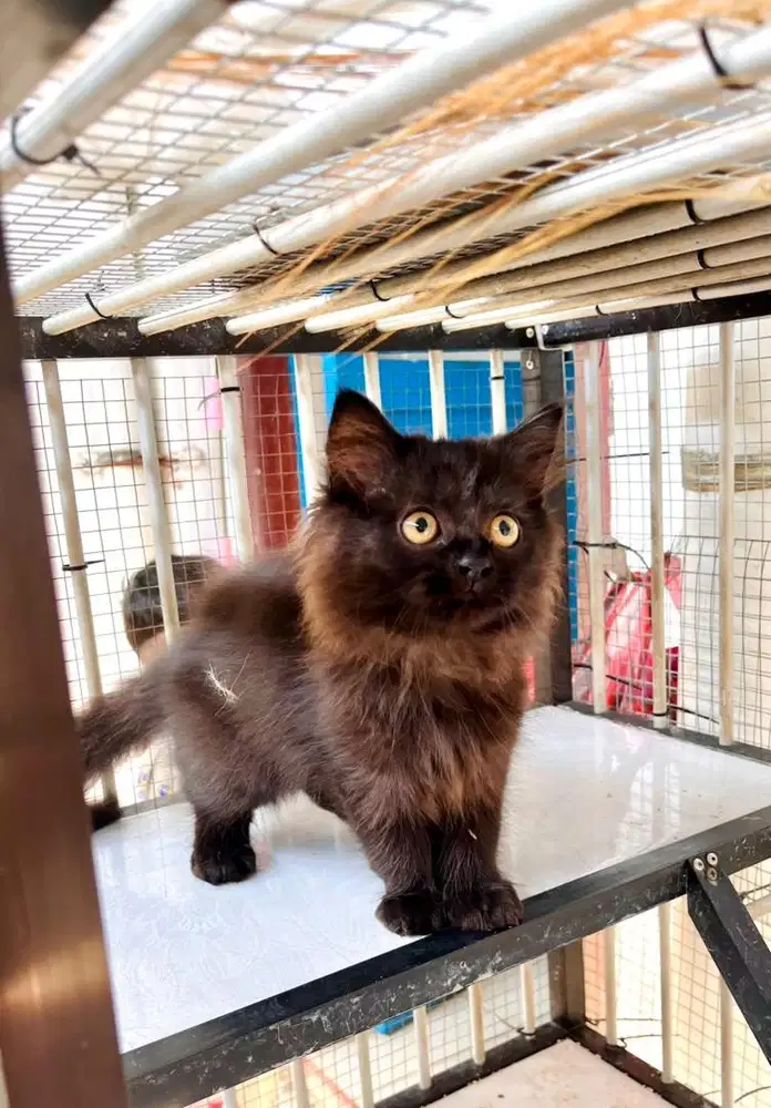 Kitten persia x ragdoll