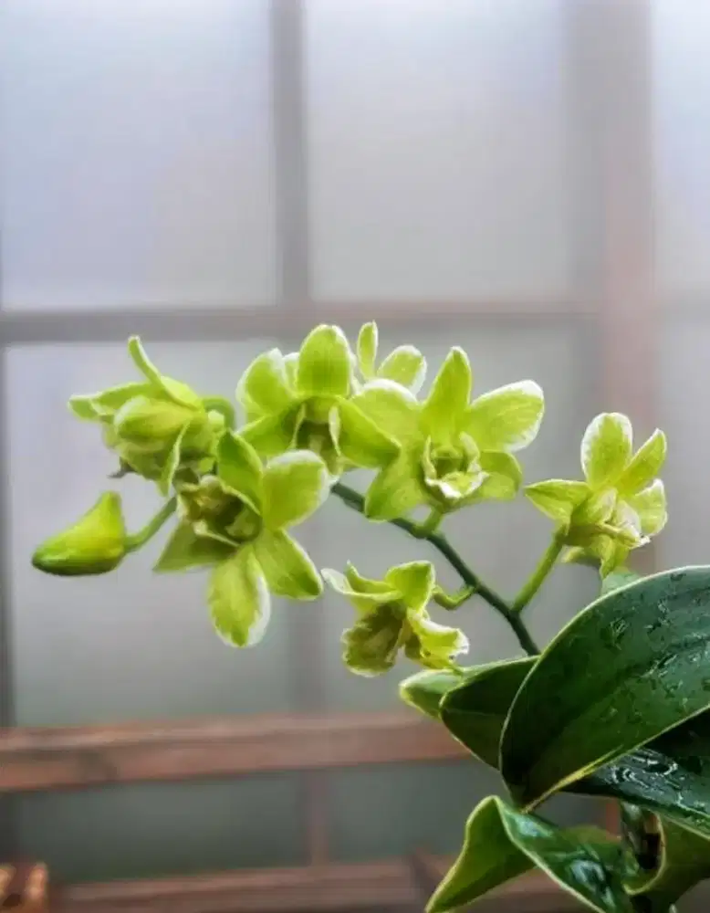 dendro varigata