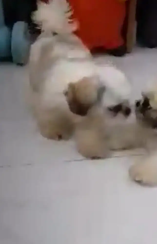 Dijual anjing shihtzu jantan shitzu