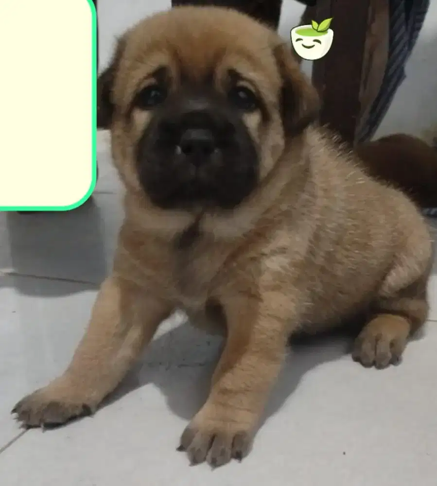 Anak anjing Jack Russel Mix , 300 k .