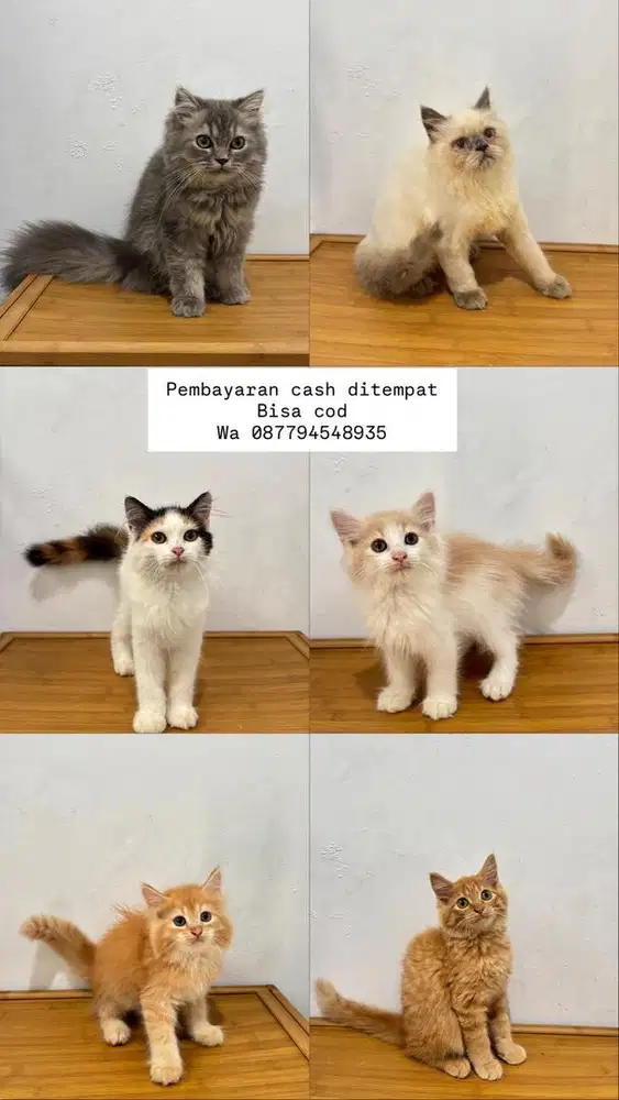 Kucing persia dan himalaya