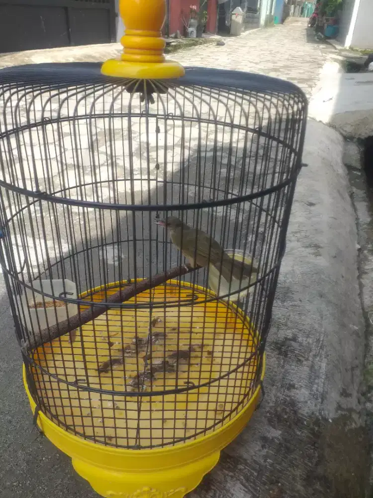 Planduk semak burja