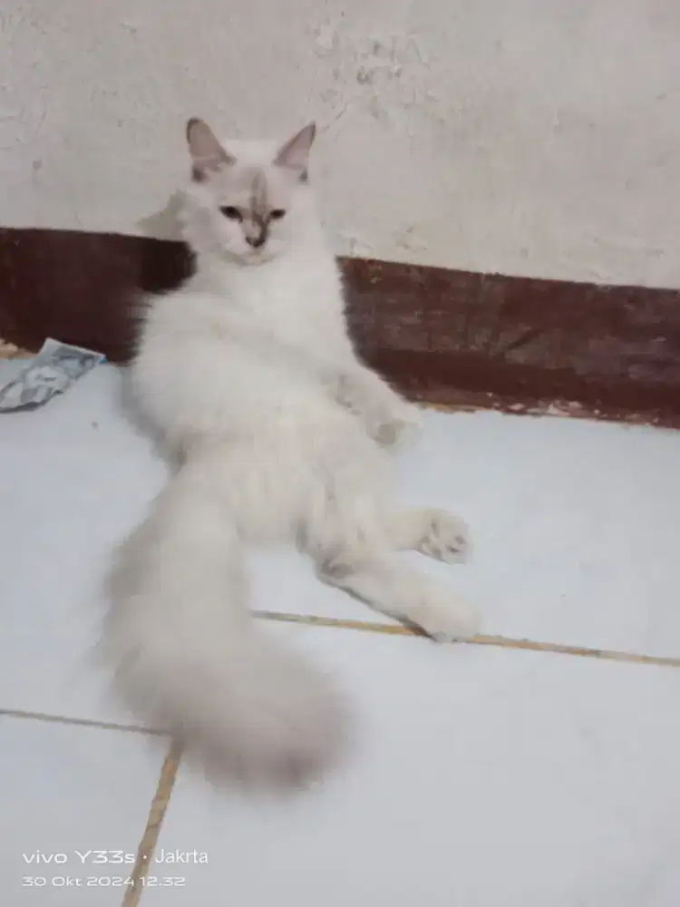 Kucing Persia full