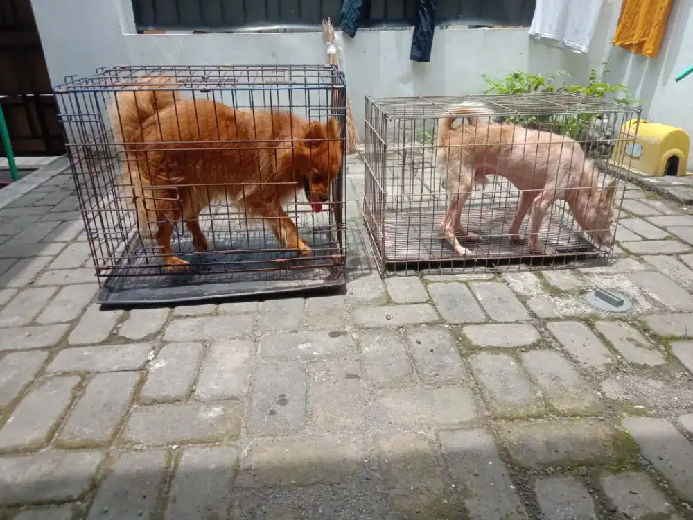 2 ekor anjing jenis pendek sekandang nya