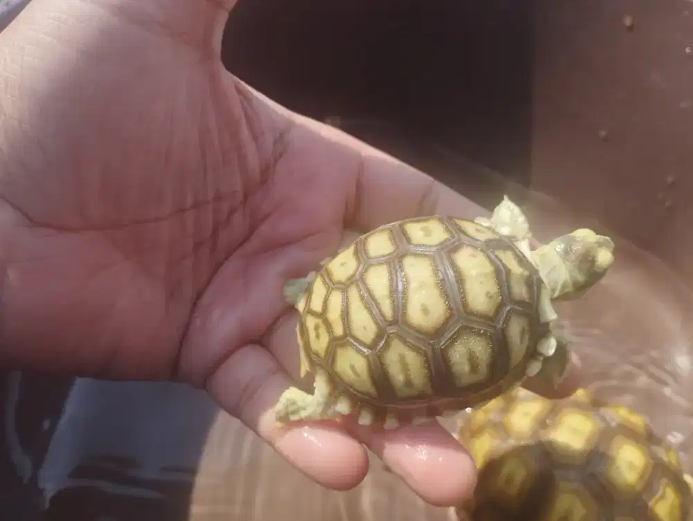 Sulcata Baby over scute