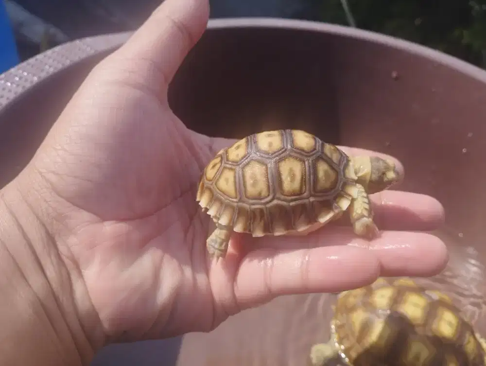 Kura kura Sulcata