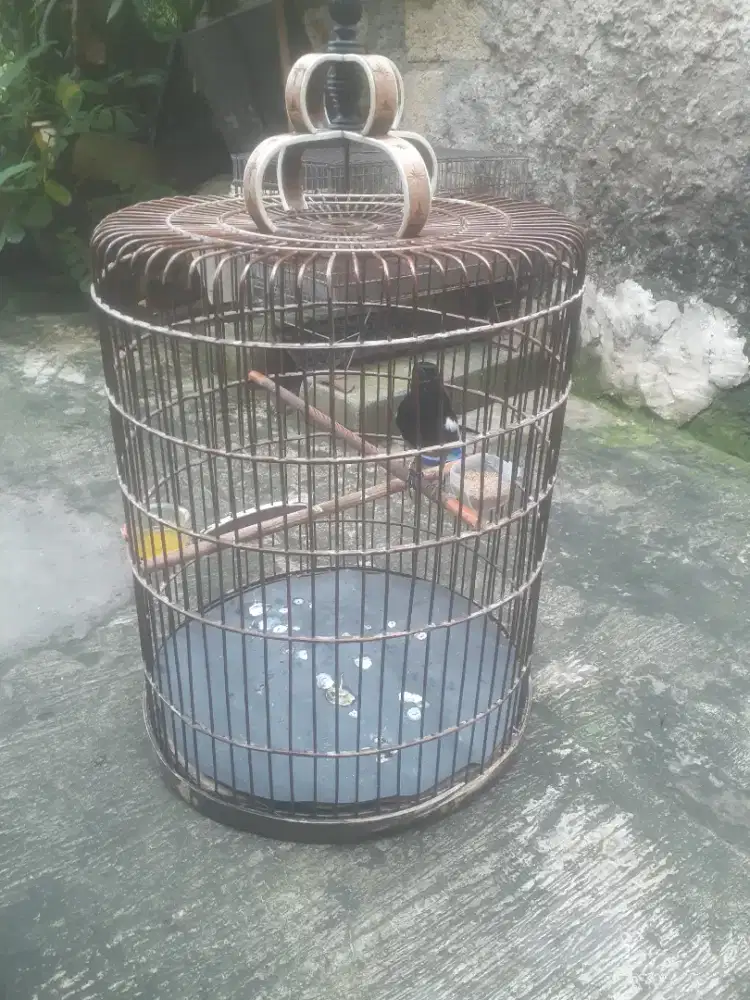 Burung kacer jinak rajin
