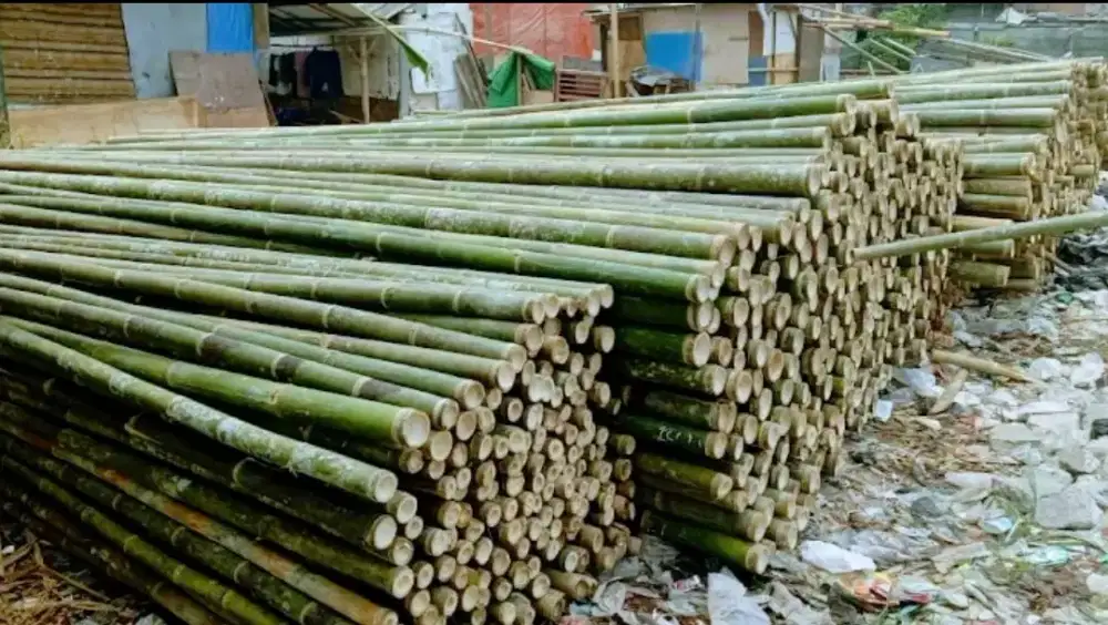 Jual bambu steger