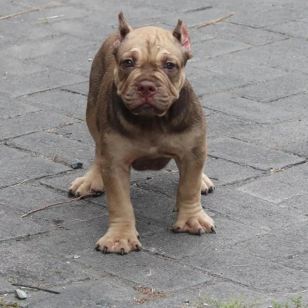 Pitbull jantan medium ciamik