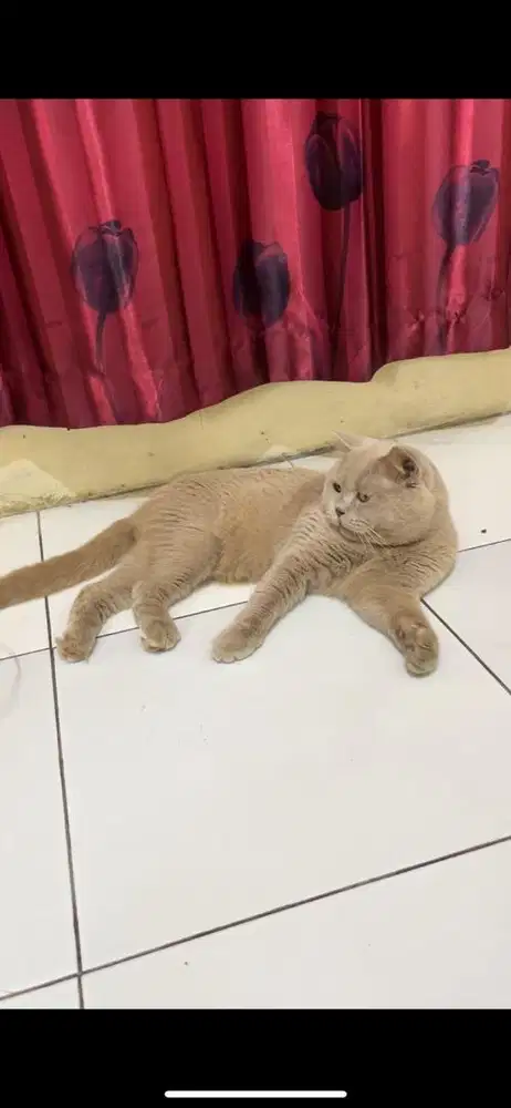 BSH LILAC JANTAN Usia 12 Bulan