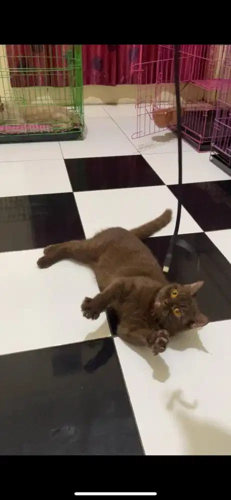 BSH CINAMON BETINA 12 BULAN