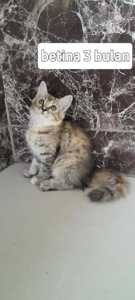 Betina Kitten Munchkin non standar ( kaki normal )