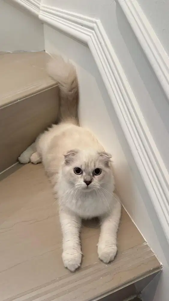 Scottish Fold Bicolor Silver Betina