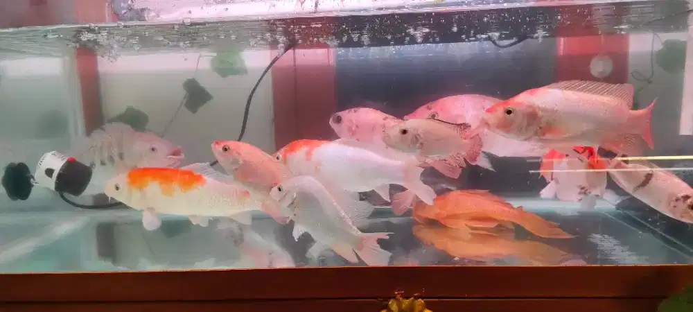 Dijual ikan Koi dan kawan-kawan