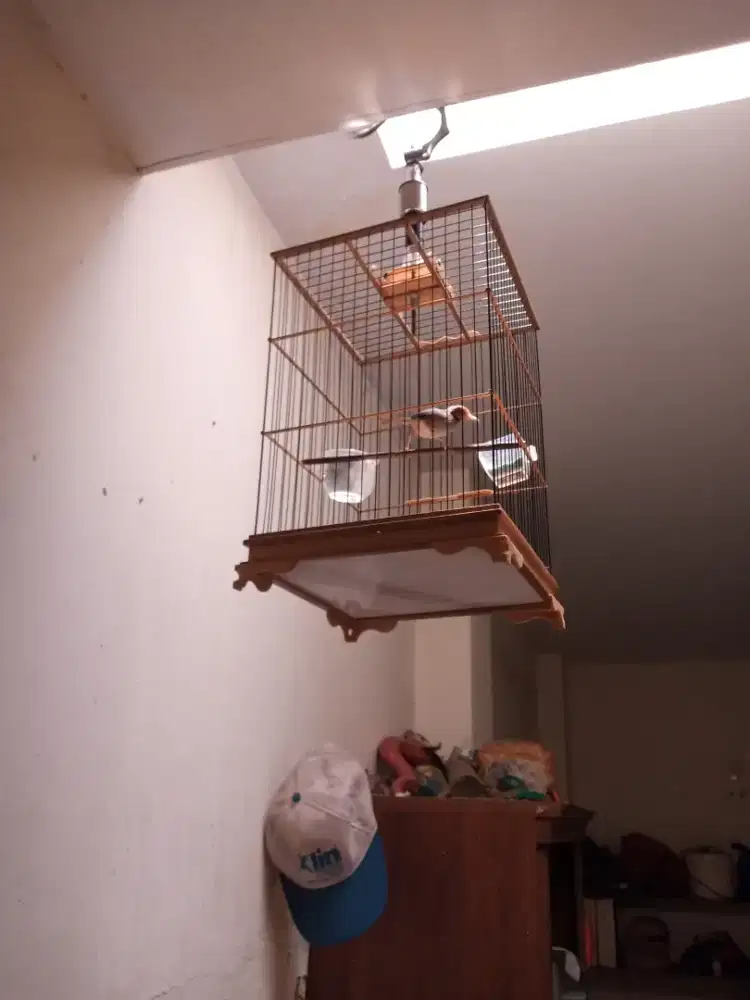 Prenjak kelawu dah bunyi