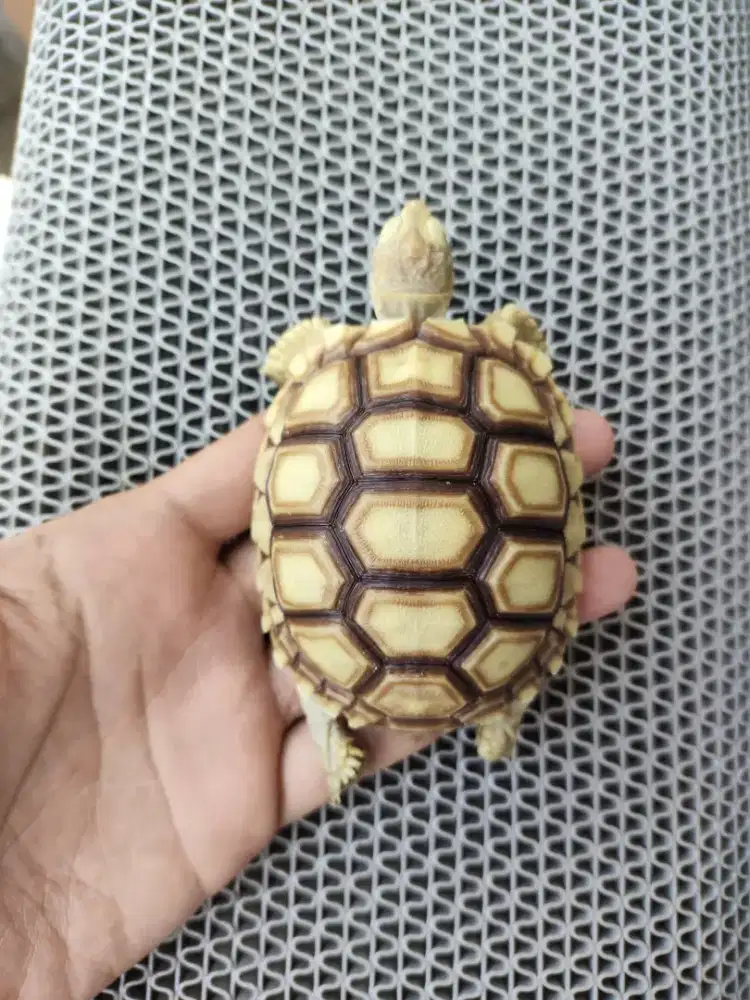 Sulcata thinline dotless