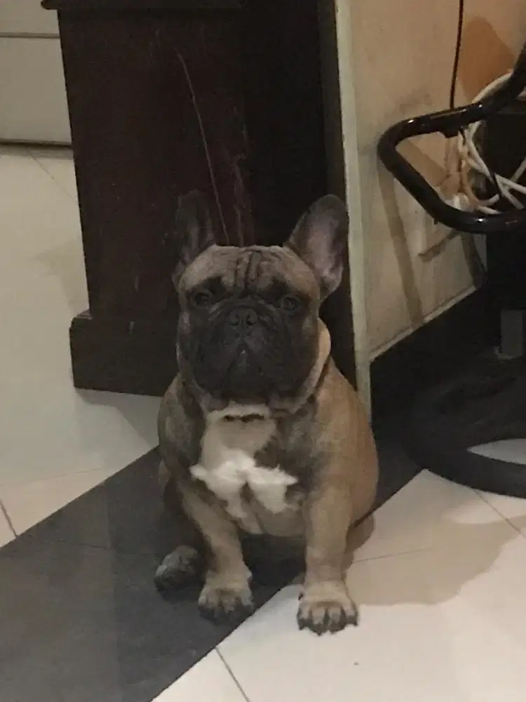 French bulldog male