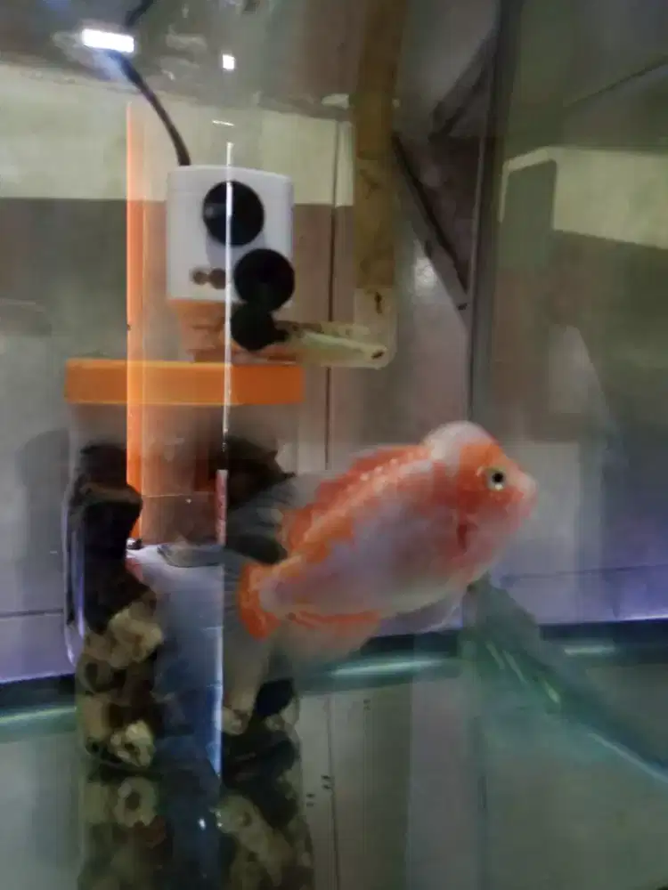 ikan louhan gb kamfa