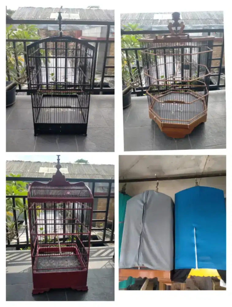 Sangkar Murai Batu dan Kosan