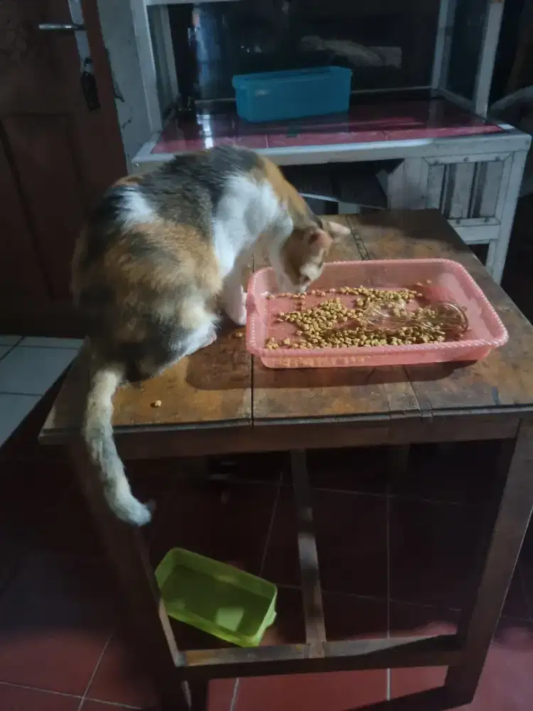 Dicari Pria Wanita Single bisa merawat anjing kucing