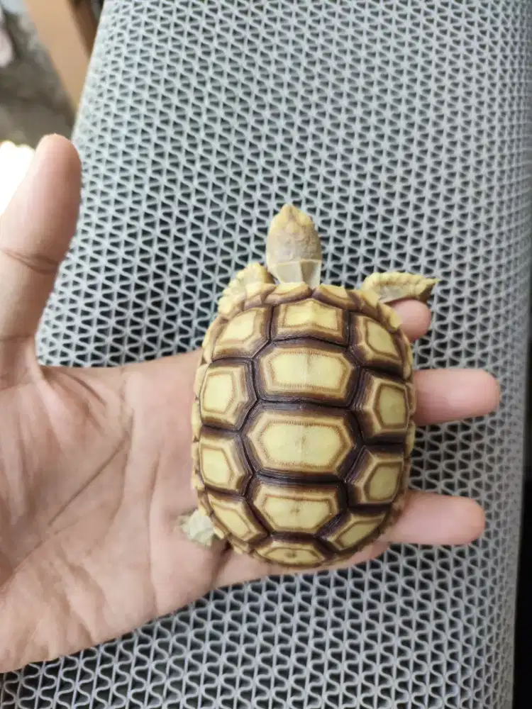 Sulcata meuuuaaahh