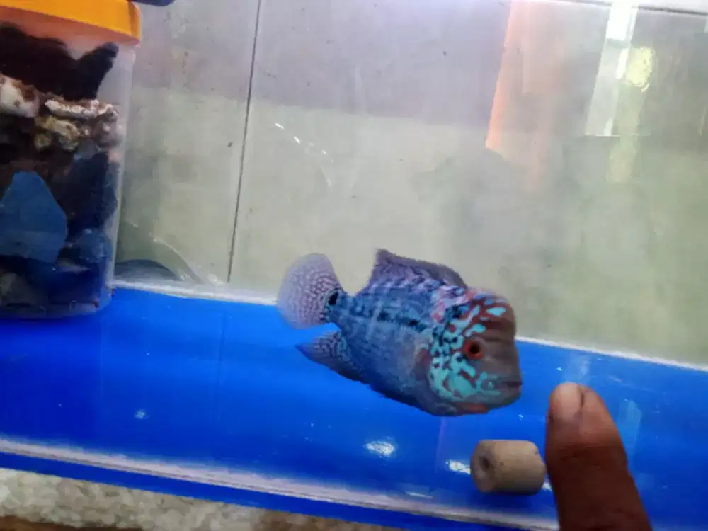 ikan louhan kamfa f2 thailand