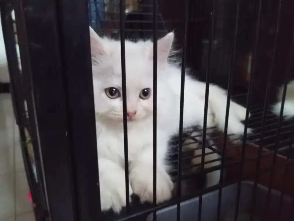 Over adopt kitten persia anggora bulu lebat gembul