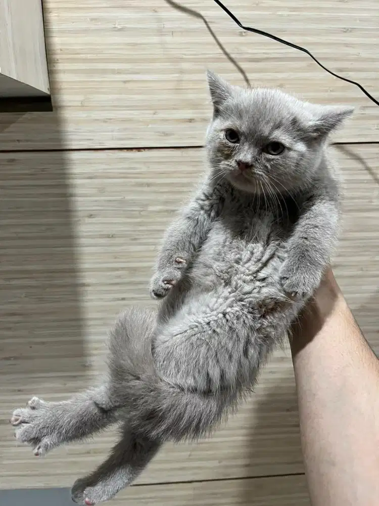 British Shorthair Non-PED - Cinnamon, Lilac