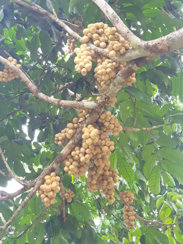 Tanah kebun di jual