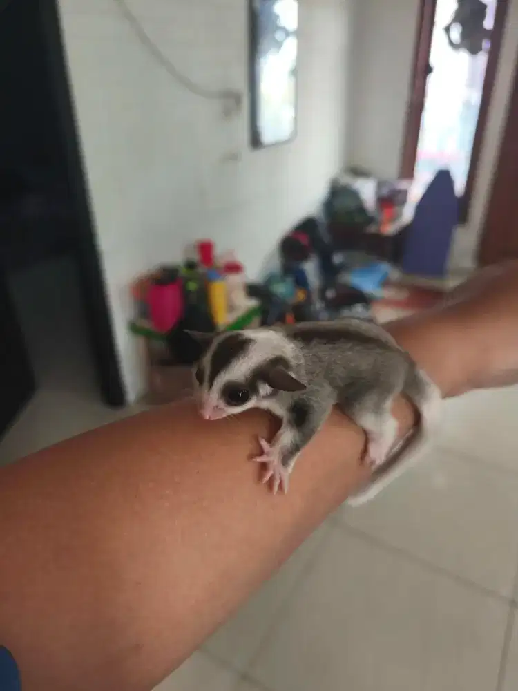 Sugar glider mozaik