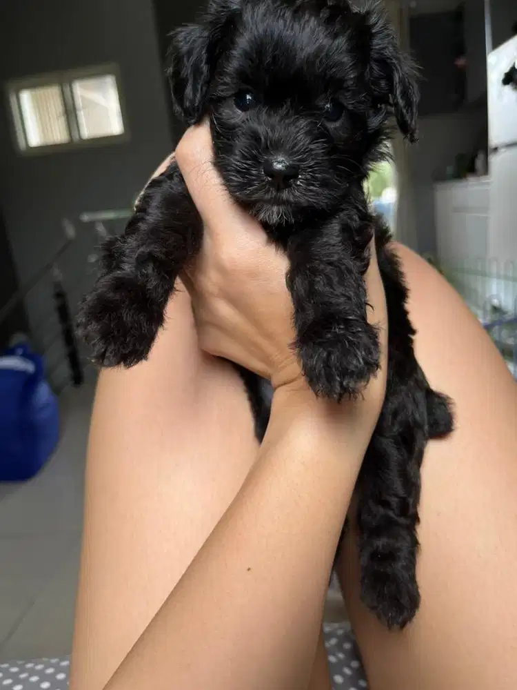 Jual anakan poodle