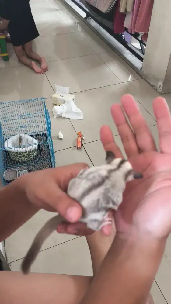Sugar glider platinum