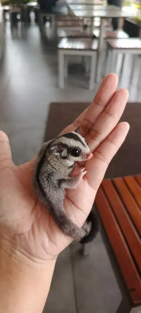 Sugar glider classic grey
