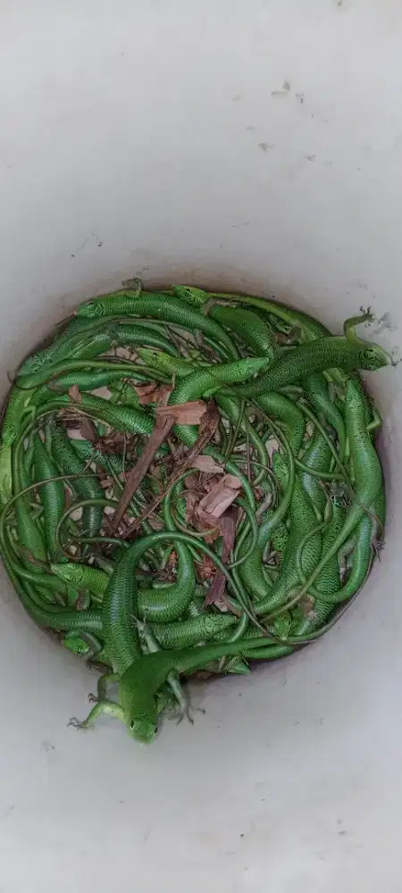 Emerled tree scink green sulewesi